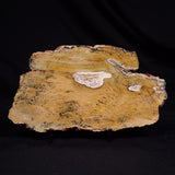 STROMATOLITE MICROBIAL MAT, Strelley Pool Formation, Archean, Australia ZSP047