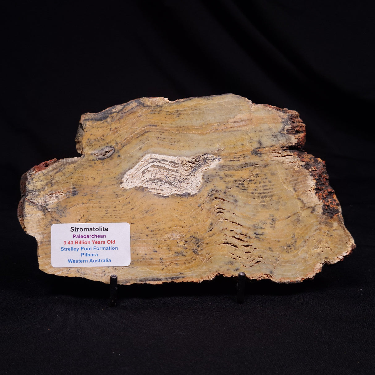STROMATOLITE MICROBIAL MAT, Strelley Pool Formation, Archean, Australia ZSP047