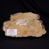 STROMATOLITE MICROBIAL MAT, Strelley Pool Formation, Archean, Australia ZSP047