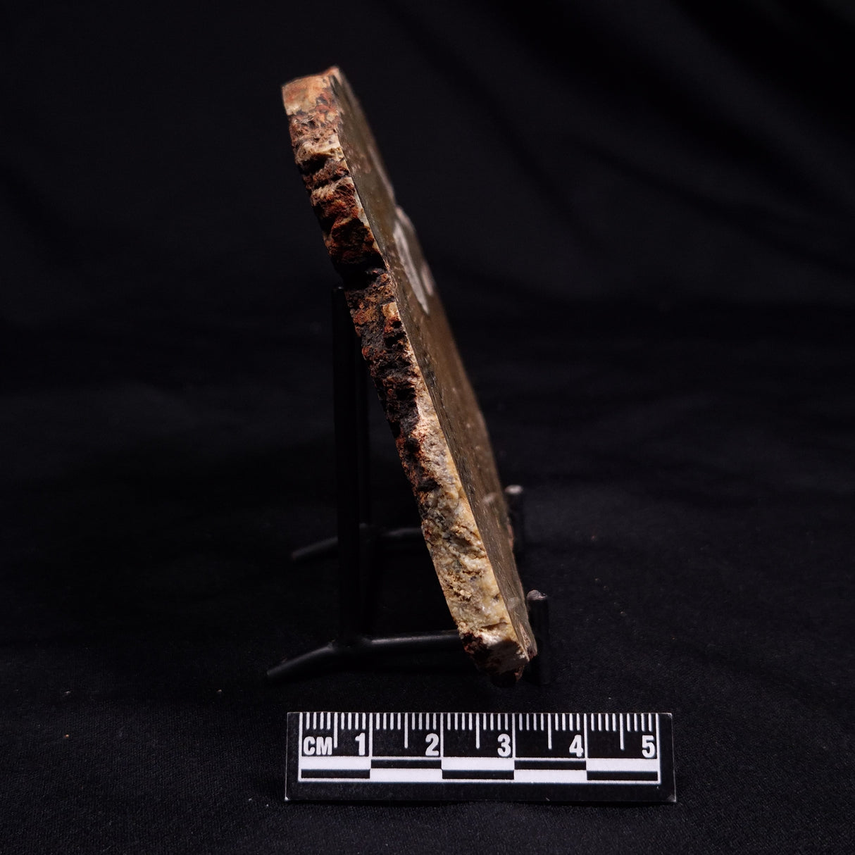 STROMATOLITE MICROBIAL MAT, Strelley Pool Formation, Archean, Australia ZSP047