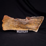 STROMATOLITE MICROBIAL MAT, Strelley Pool Formation, Archean, Australia ZSP048