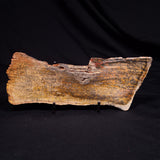 STROMATOLITE MICROBIAL MAT, Strelley Pool Formation, Archean, Australia ZSP048