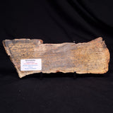 STROMATOLITE MICROBIAL MAT, Strelley Pool Formation, Archean, Australia ZSP049