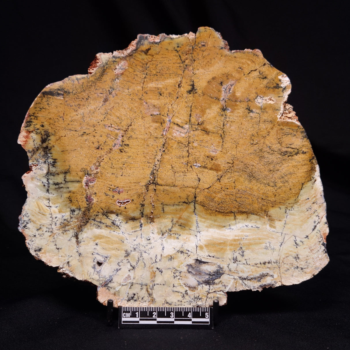 STROMATOLITE MICROBIAL MAT, Strelley Pool Formation, Archean, Australia ZSP062