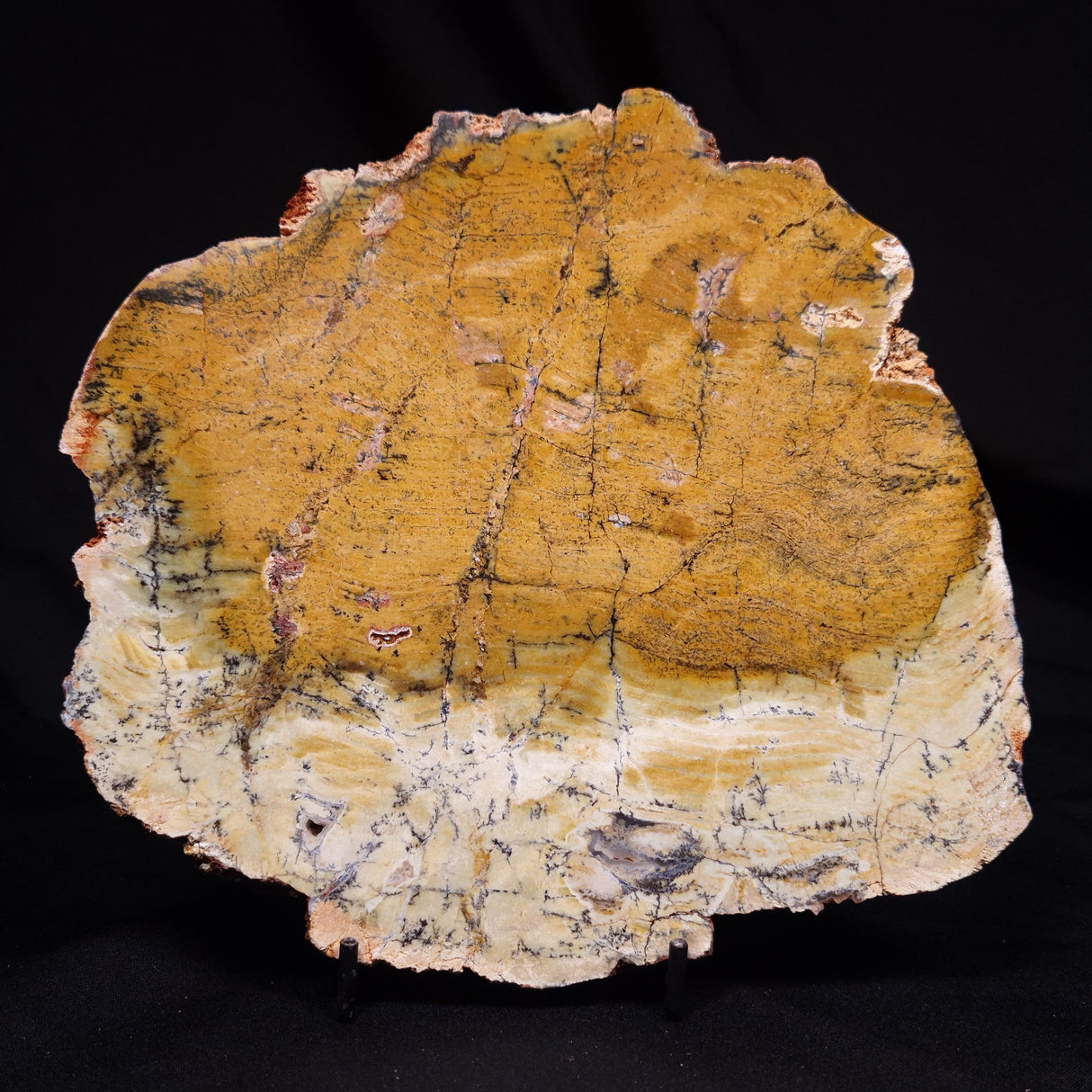 STROMATOLITE MICROBIAL MAT, Strelley Pool Formation, Archean, Australia ZSP062