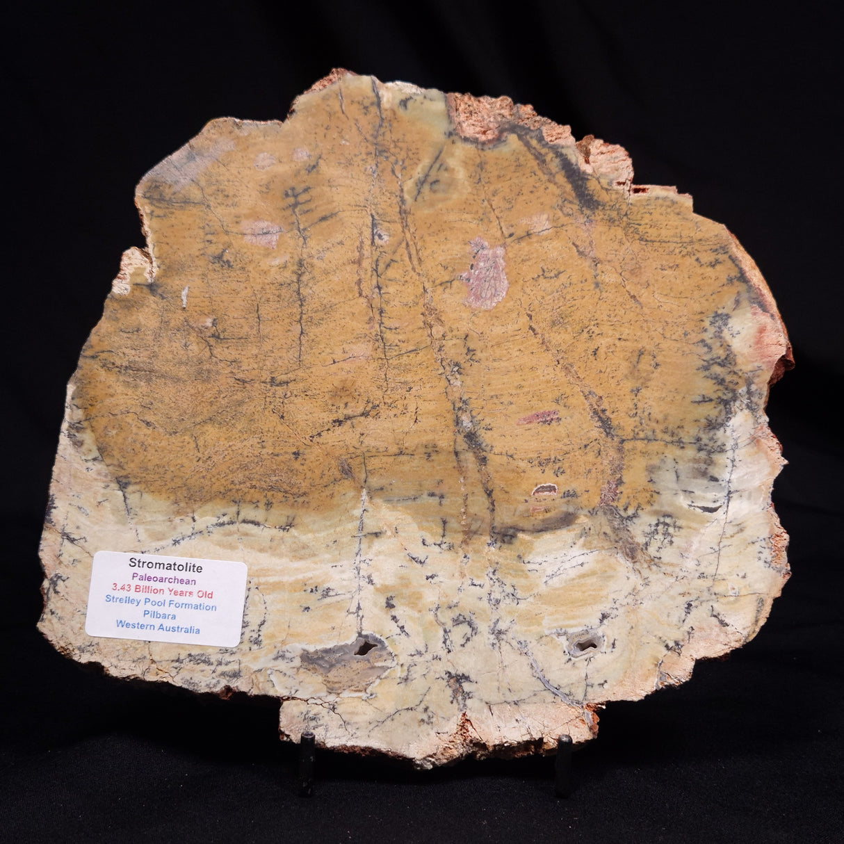 STROMATOLITE MICROBIAL MAT, Strelley Pool Formation, Archean, Australia ZSP062