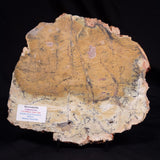 STROMATOLITE MICROBIAL MAT, Strelley Pool Formation, Archean, Australia ZSP062