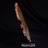 STROMATOLITE MICROBIAL MAT, Strelley Pool Formation, Archean, Australia ZSP062