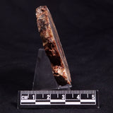 CONOPHYTON BASALTICUM STROMATOLITE, Australia ZCB009