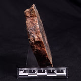 CONOPHYTON BASALTICUM STROMATOLITE, Australia ZCB010
