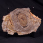 CONOPHYTON BASALTICUM STROMATOLITE, Australia ZCB011
