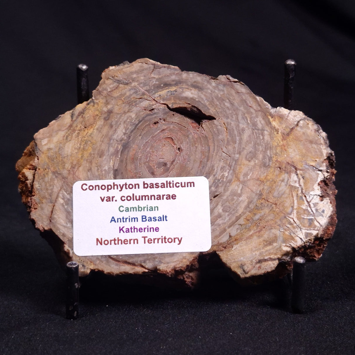 CONOPHYTON BASALTICUM STROMATOLITE, Australia ZCB011