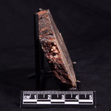 CONOPHYTON BASALTICUM STROMATOLITE, Australia ZCB011
