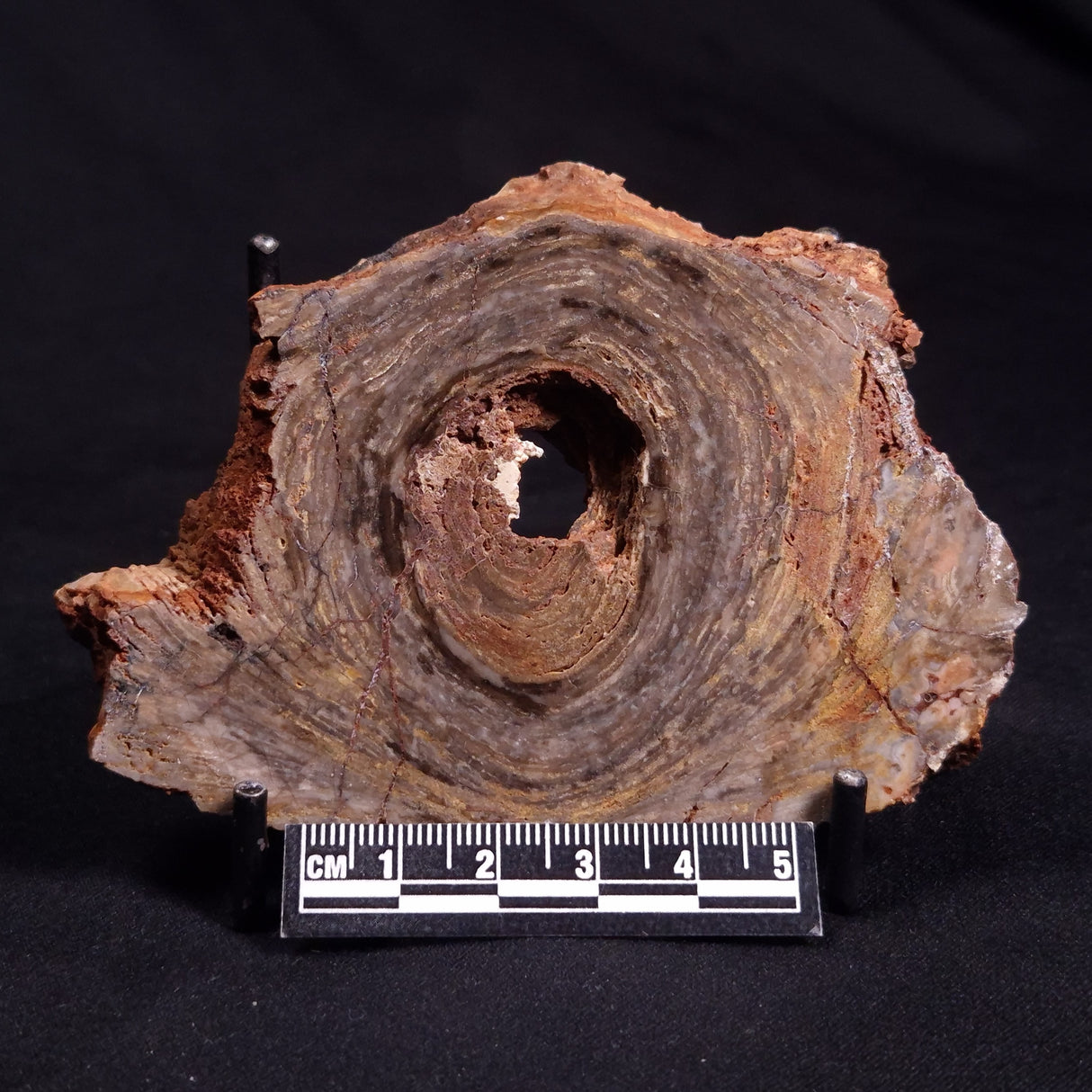 CONOPHYTON BASALTICUM STROMATOLITE, Australia ZCB012