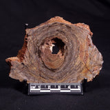 CONOPHYTON BASALTICUM STROMATOLITE, Australia ZCB012