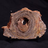CONOPHYTON BASALTICUM STROMATOLITE, Australia ZCB012