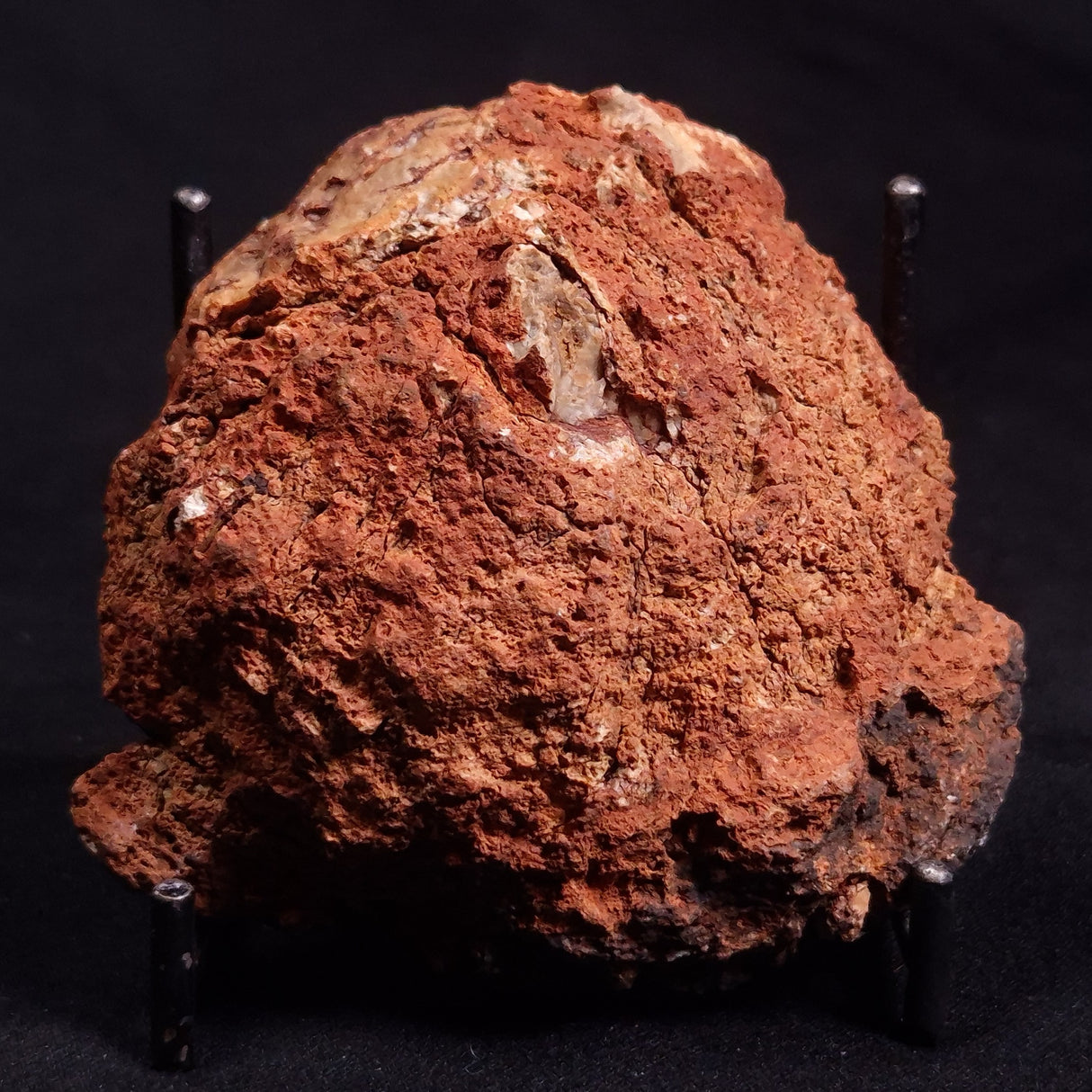 CONOPHYTON BASALTICUM STROMATOLITE, Australia ZCB013