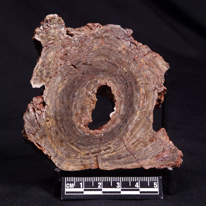 CONOPHYTON BASALTICUM STROMATOLITE, Australia ZCB014