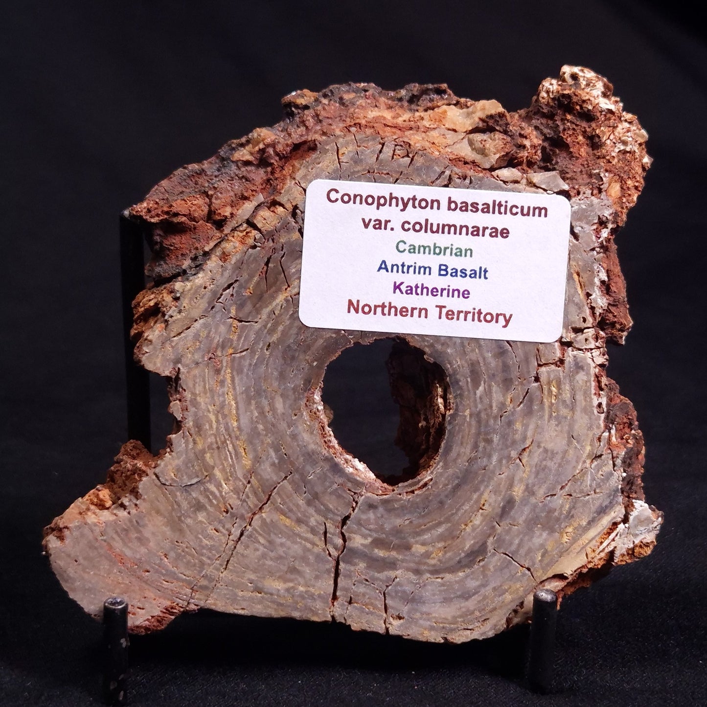 CONOPHYTON BASALTICUM STROMATOLITE, Australia ZCB014