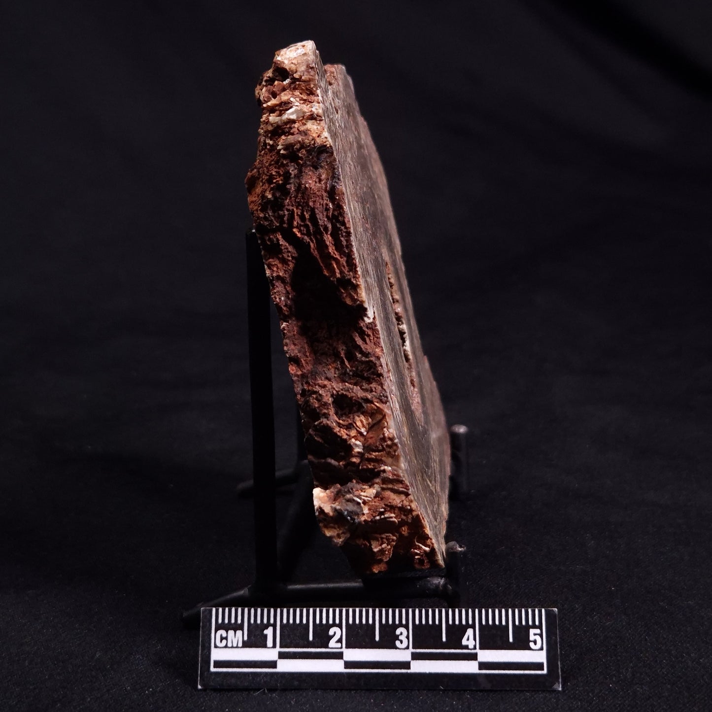 CONOPHYTON BASALTICUM STROMATOLITE, Australia ZCB014