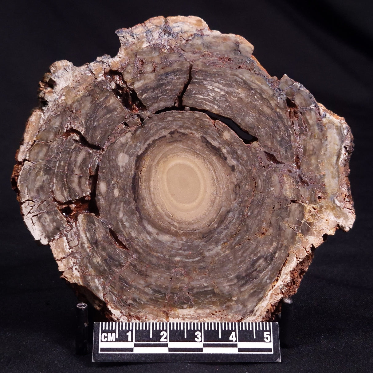 CONOPHYTON BASALTICUM STROMATOLITE, Australia ZCB015