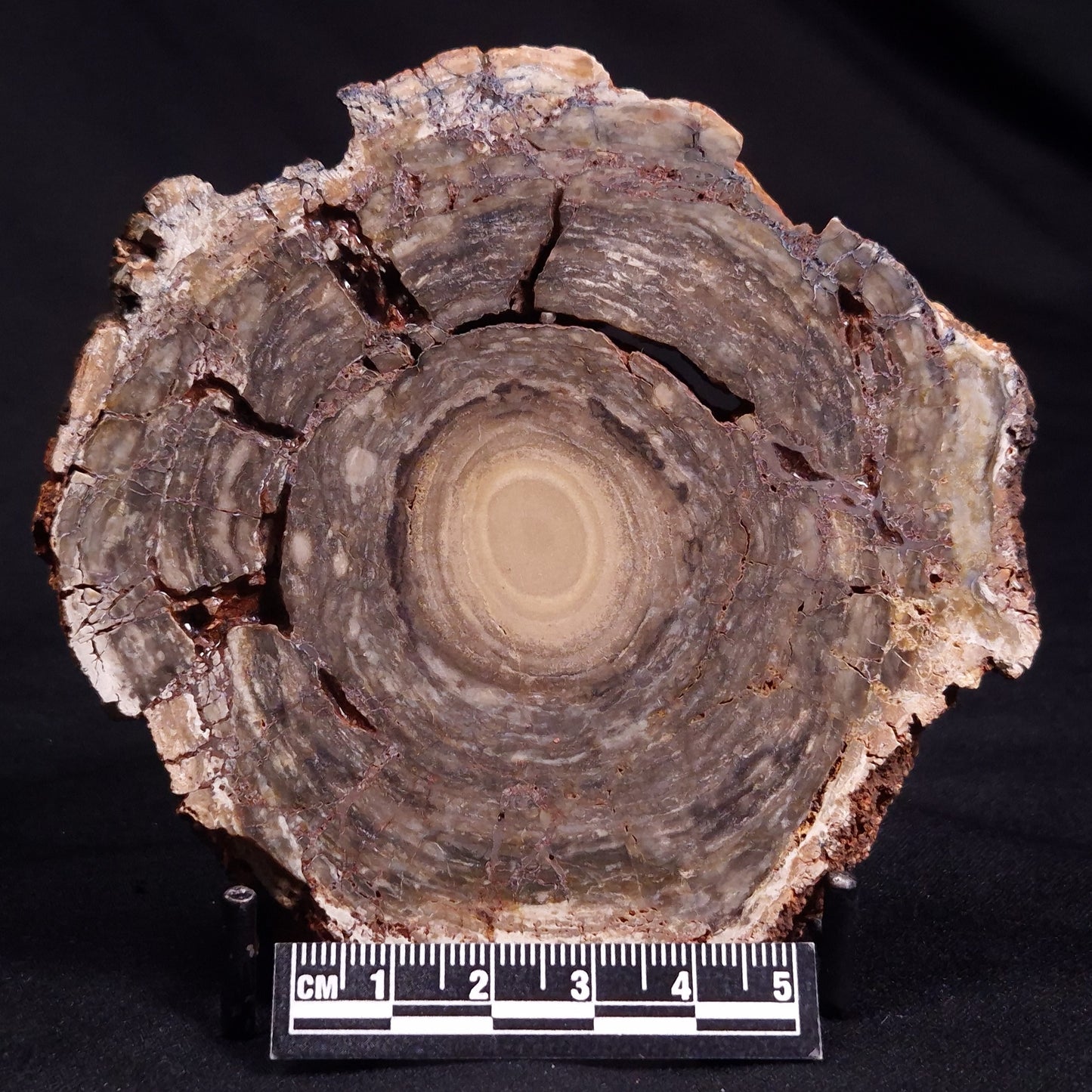 CONOPHYTON BASALTICUM STROMATOLITE, Australia ZCB015