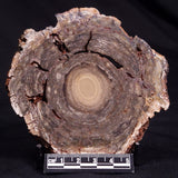 CONOPHYTON BASALTICUM STROMATOLITE, Australia ZCB015