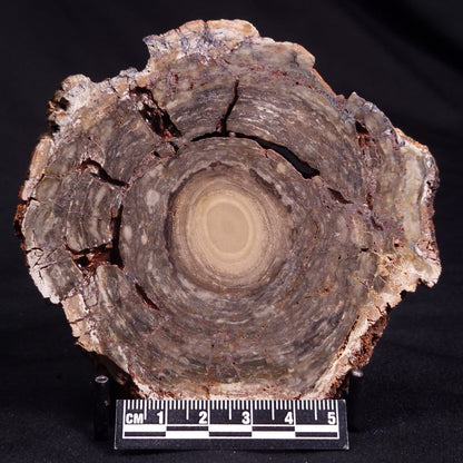 CONOPHYTON BASALTICUM STROMATOLITE, Australia ZCB015