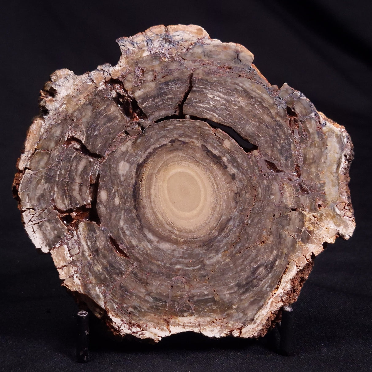 CONOPHYTON BASALTICUM STROMATOLITE, Australia ZCB015