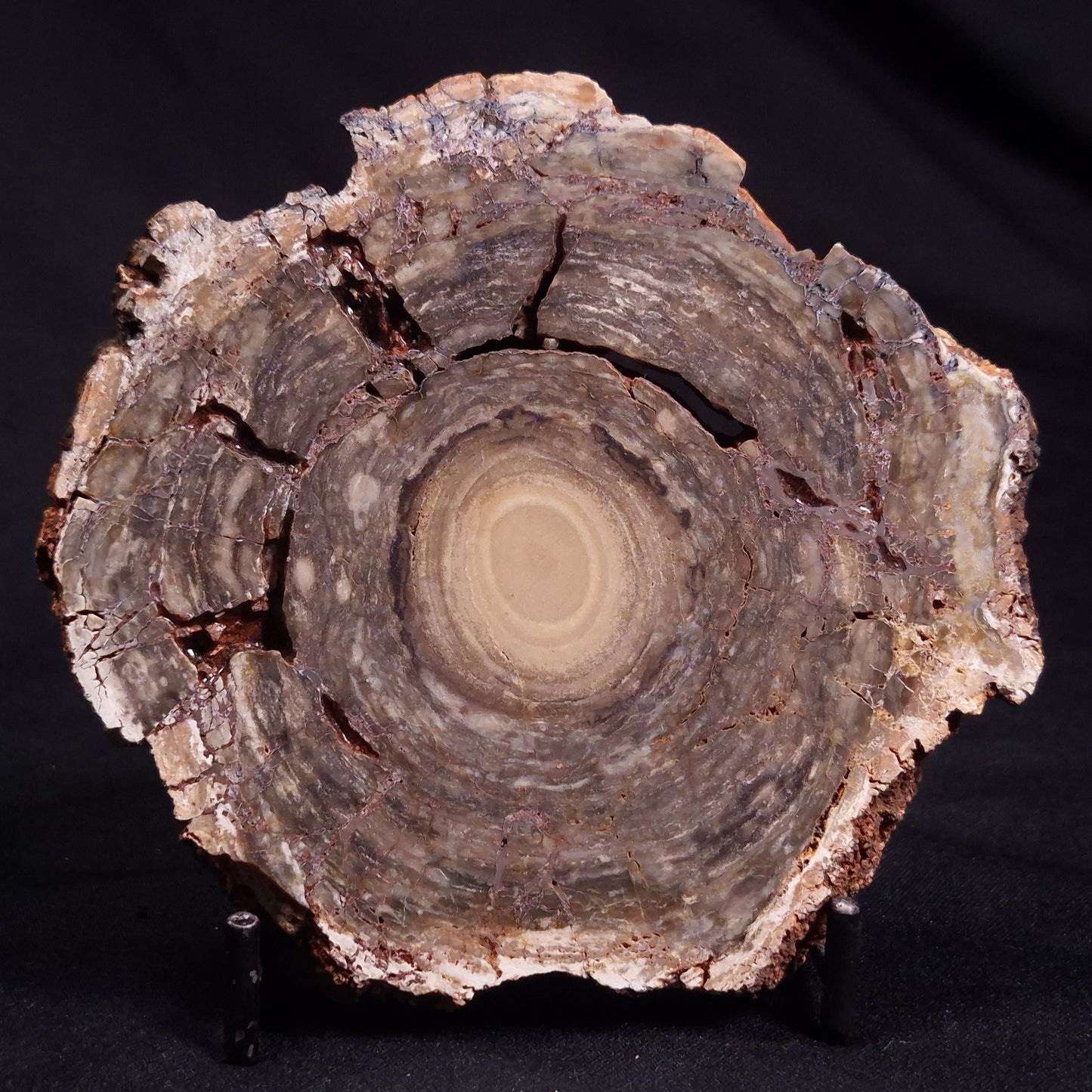 CONOPHYTON BASALTICUM STROMATOLITE, Australia ZCB015