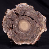 CONOPHYTON BASALTICUM STROMATOLITE, Australia ZCB015