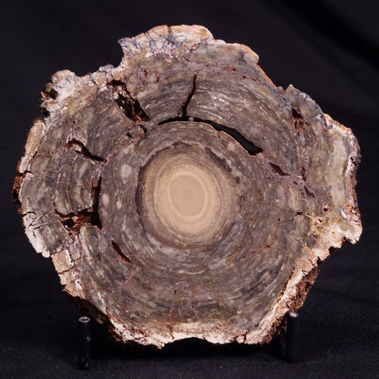CONOPHYTON BASALTICUM STROMATOLITE, Australia ZCB015
