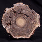 CONOPHYTON BASALTICUM STROMATOLITE, Australia ZCB015