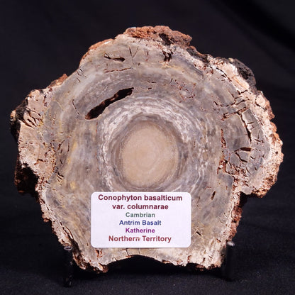 CONOPHYTON BASALTICUM STROMATOLITE, Australia ZCB015