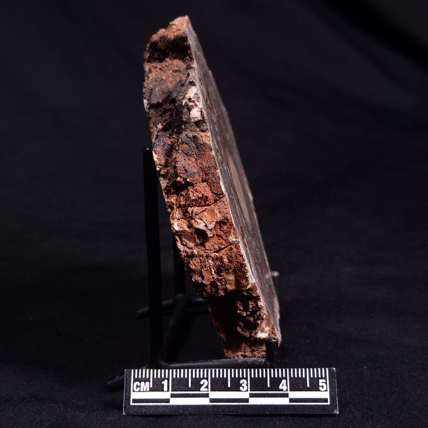CONOPHYTON BASALTICUM STROMATOLITE, Australia ZCB015