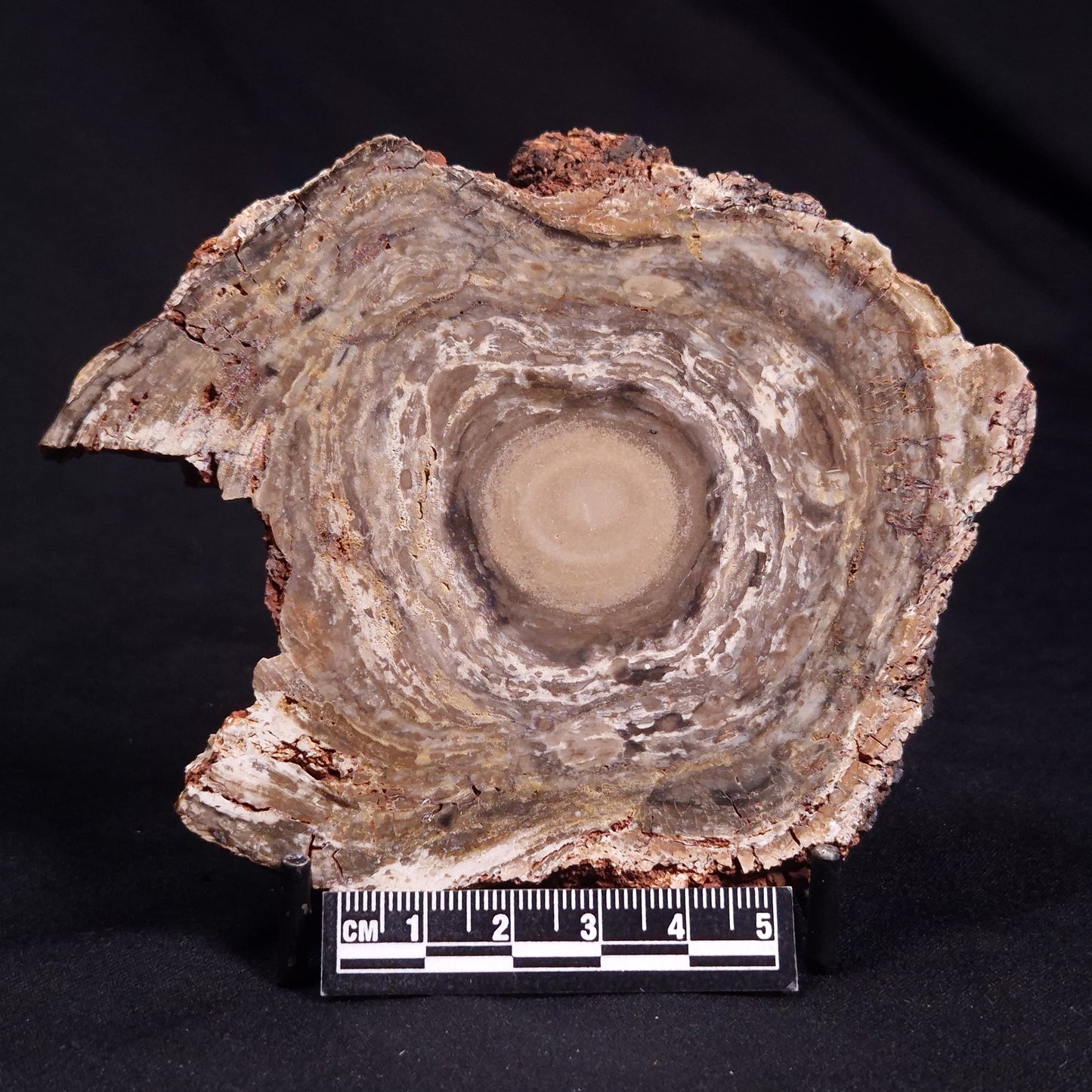 CONOPHYTON BASALTICUM STROMATOLITE, Australia ZCB016