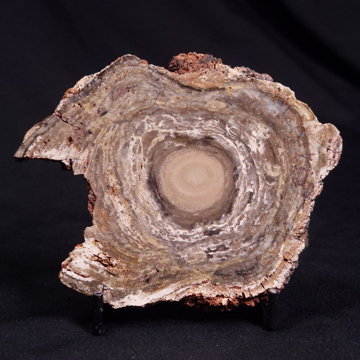 CONOPHYTON BASALTICUM STROMATOLITE, Australia ZCB016