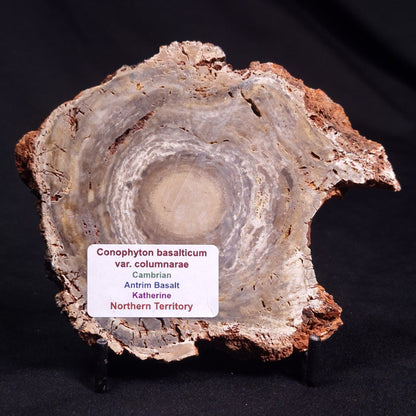 CONOPHYTON BASALTICUM STROMATOLITE, Australia ZCB016