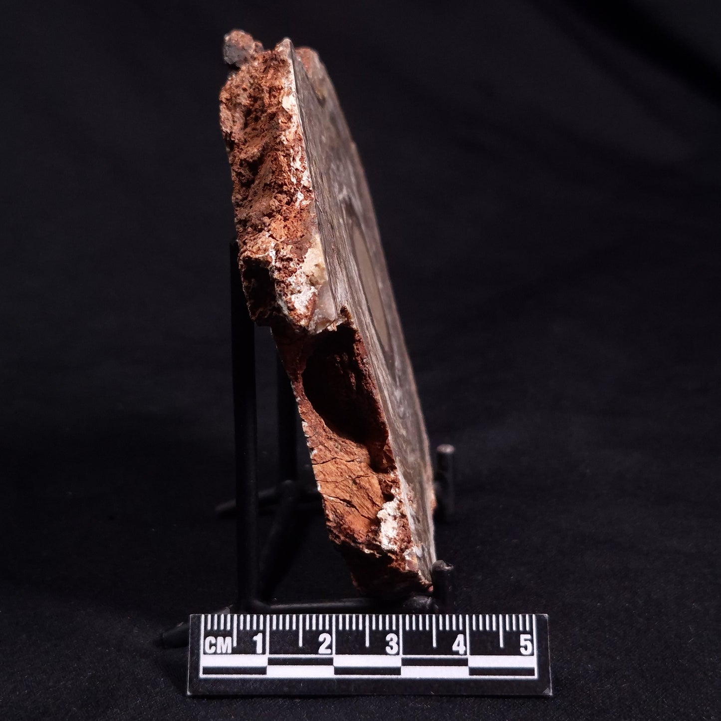 CONOPHYTON BASALTICUM STROMATOLITE, Australia ZCB016