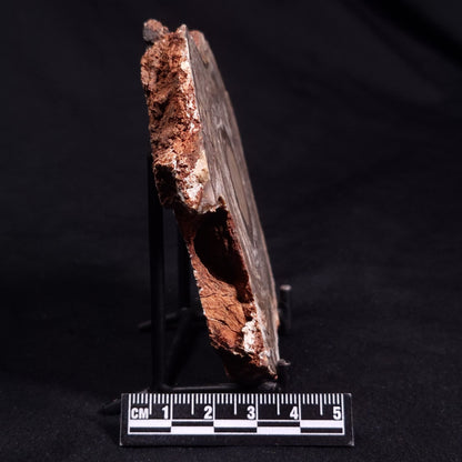 CONOPHYTON BASALTICUM STROMATOLITE, Australia ZCB016