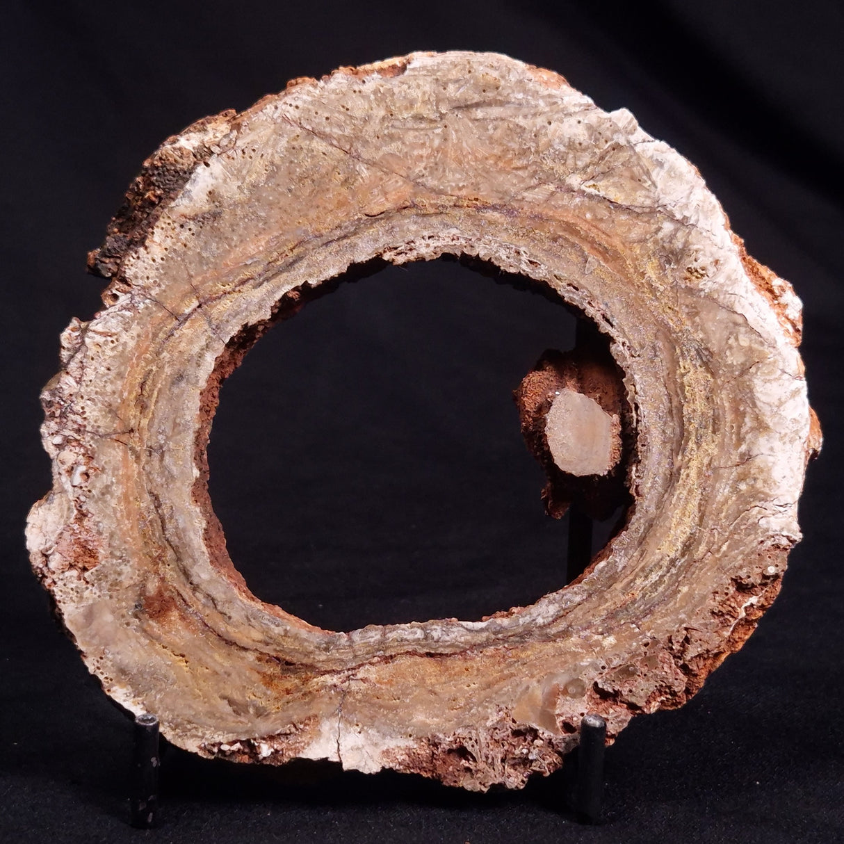 CONOPHYTON BASALTICUM STROMATOLITE, Australia ZCB017