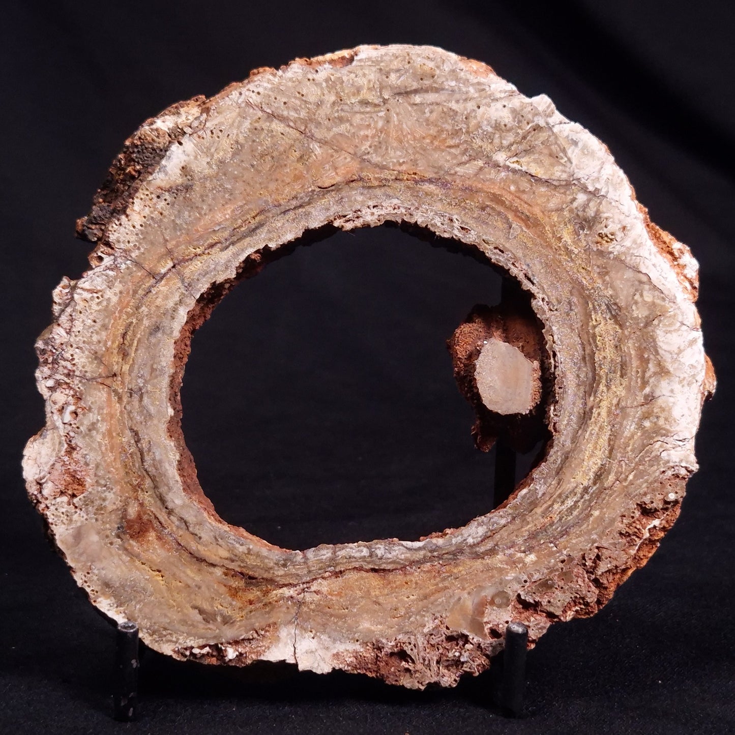 CONOPHYTON BASALTICUM STROMATOLITE, Australia ZCB017