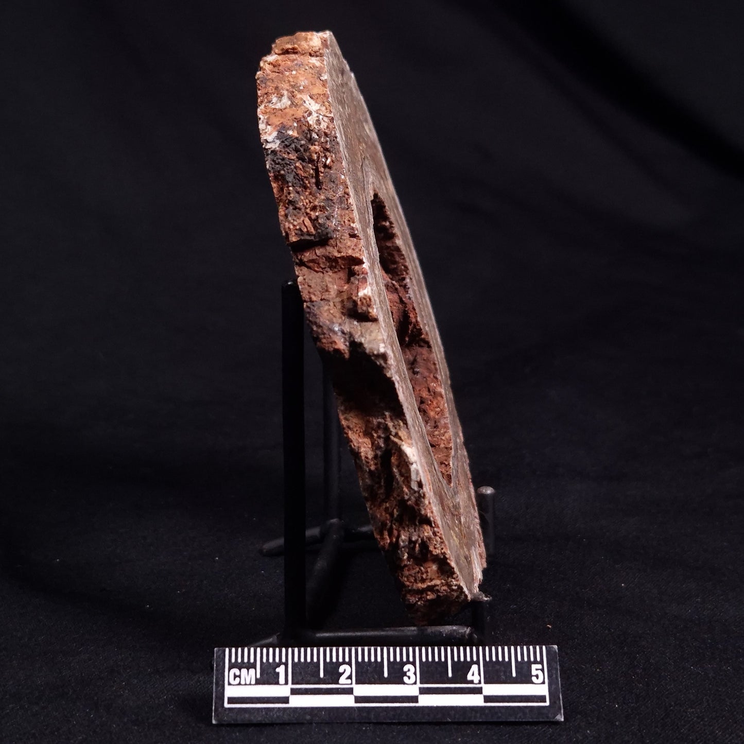 CONOPHYTON BASALTICUM STROMATOLITE, Australia ZCB017