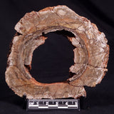 CONOPHYTON BASALTICUM STROMATOLITE, Australia ZCB018