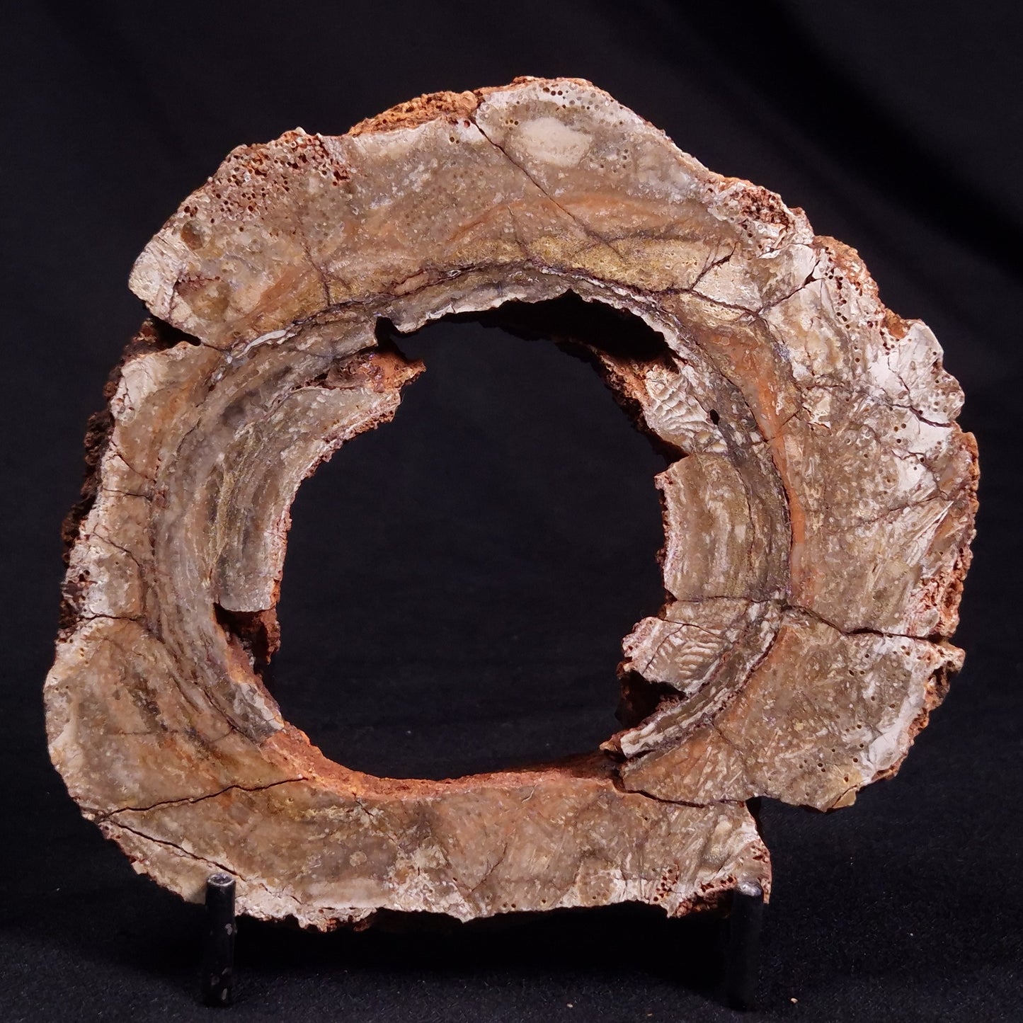CONOPHYTON BASALTICUM STROMATOLITE, Australia ZCB018