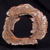 CONOPHYTON BASALTICUM STROMATOLITE, Australia ZCB018