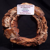 CONOPHYTON BASALTICUM STROMATOLITE, Australia ZCB018
