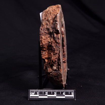 CONOPHYTON BASALTICUM STROMATOLITE, Australia ZCB018