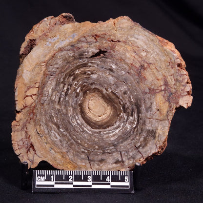 CONOPHYTON BASALTICUM STROMATOLITE, Australia ZCB019