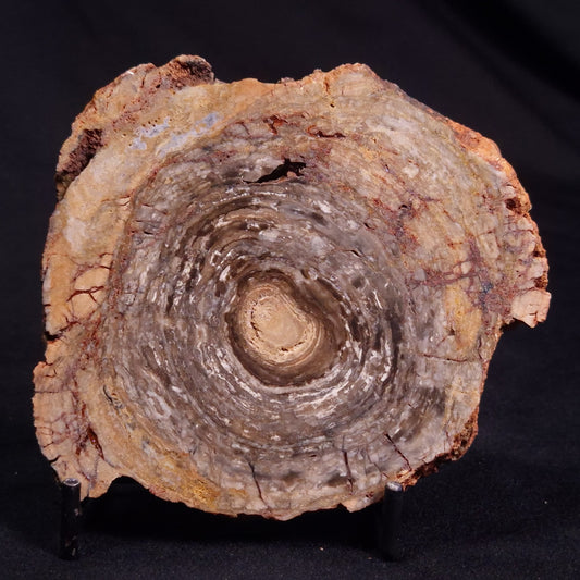 CONOPHYTON BASALTICUM STROMATOLITE, Australia ZCB019